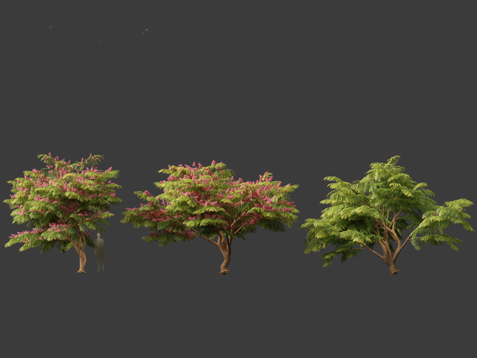 Cassia javanica - apple blossom tree 3D model_11