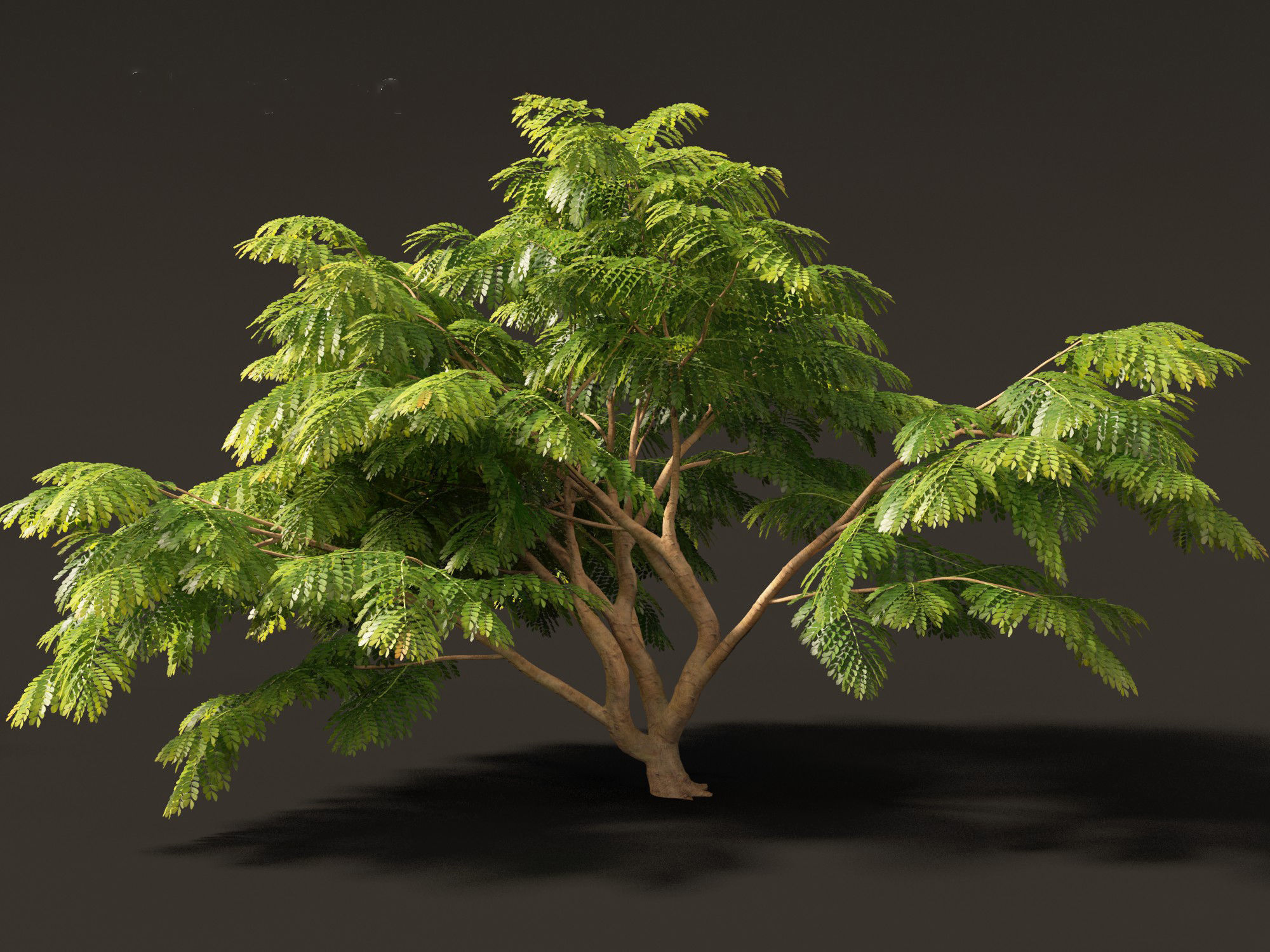 Cassia javanica - apple blossom tree 3D model_1