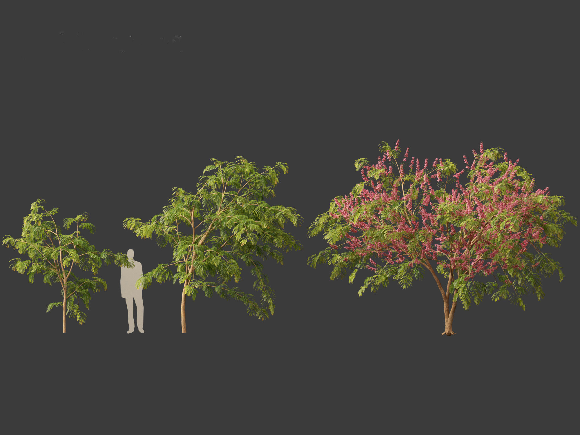 Cassia javanica - apple blossom tree 3D model_7