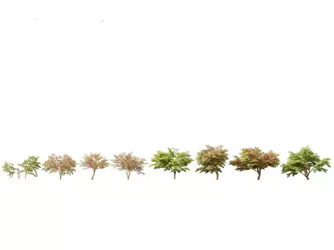 Cassia javanica - apple blossom tree 3D model