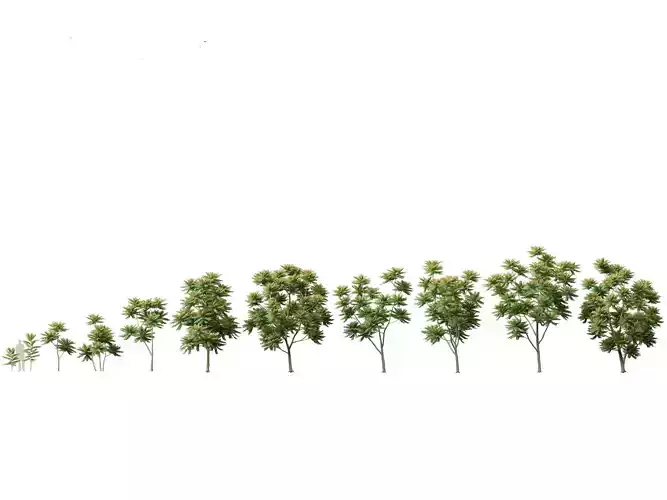 Chukrasia velutina - Chittagong Wood 3D model
