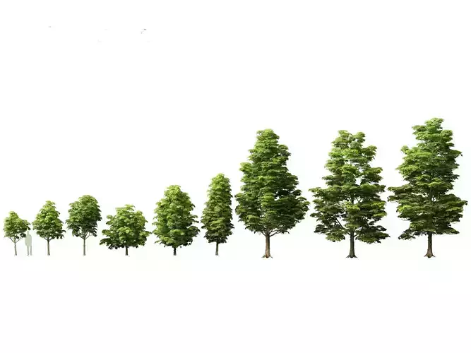 Dyera costulata - Jelutong