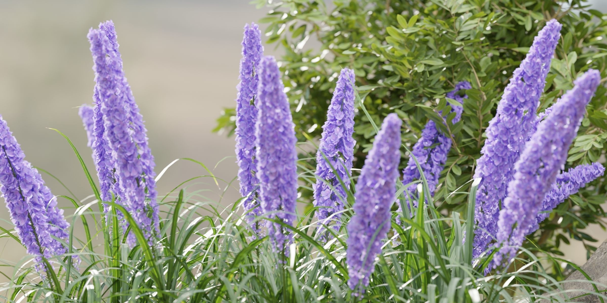 3D Plants Asset Set Garden Collection-Blender 3D model_14