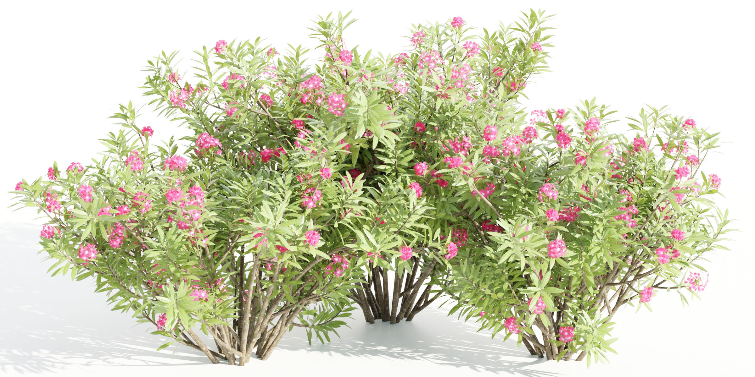 3D Plants Asset Set Garden Collection-Blender 3D model_13