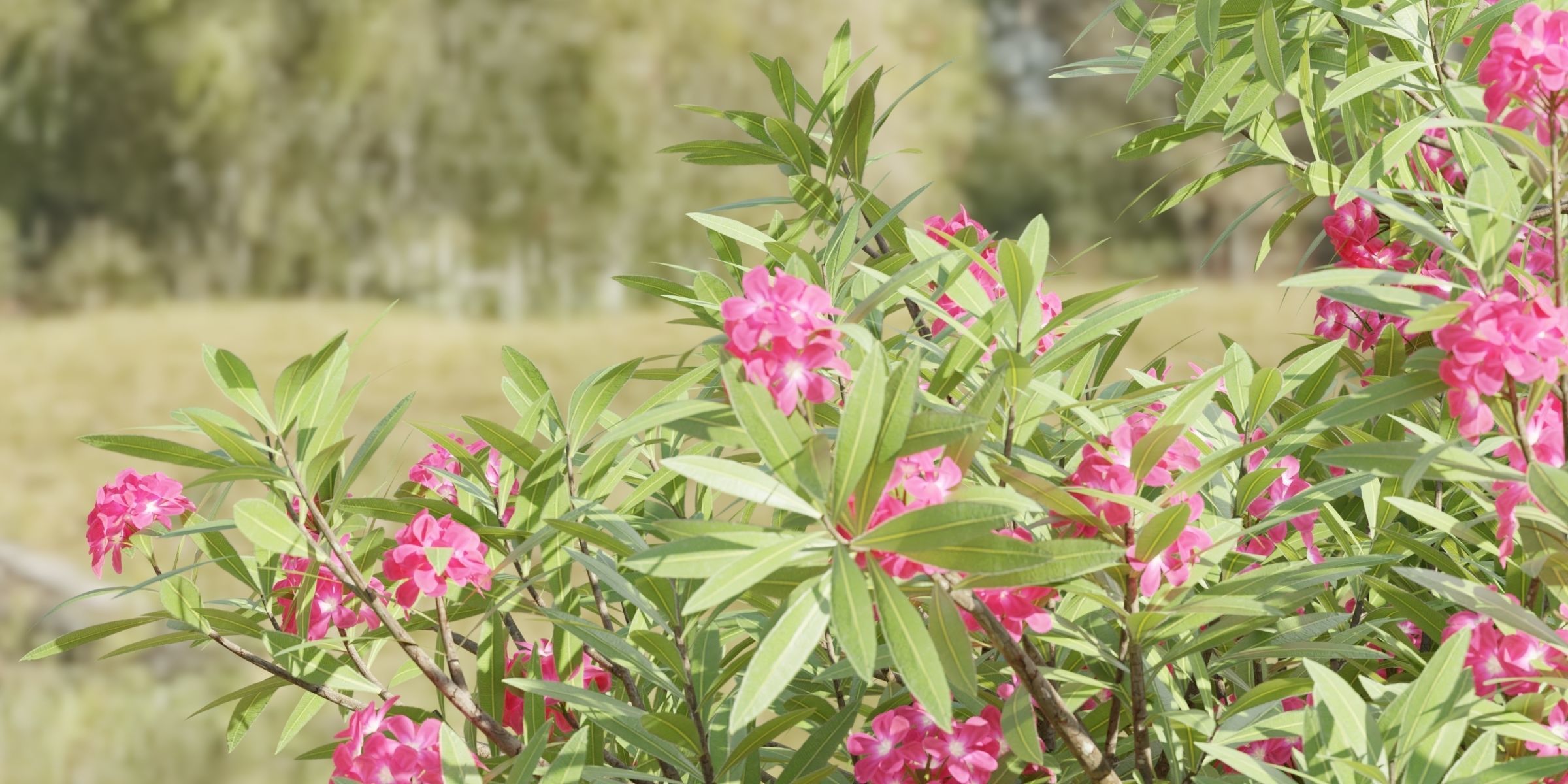 3D Plants Asset Set Garden Collection-Blender 3D model_11