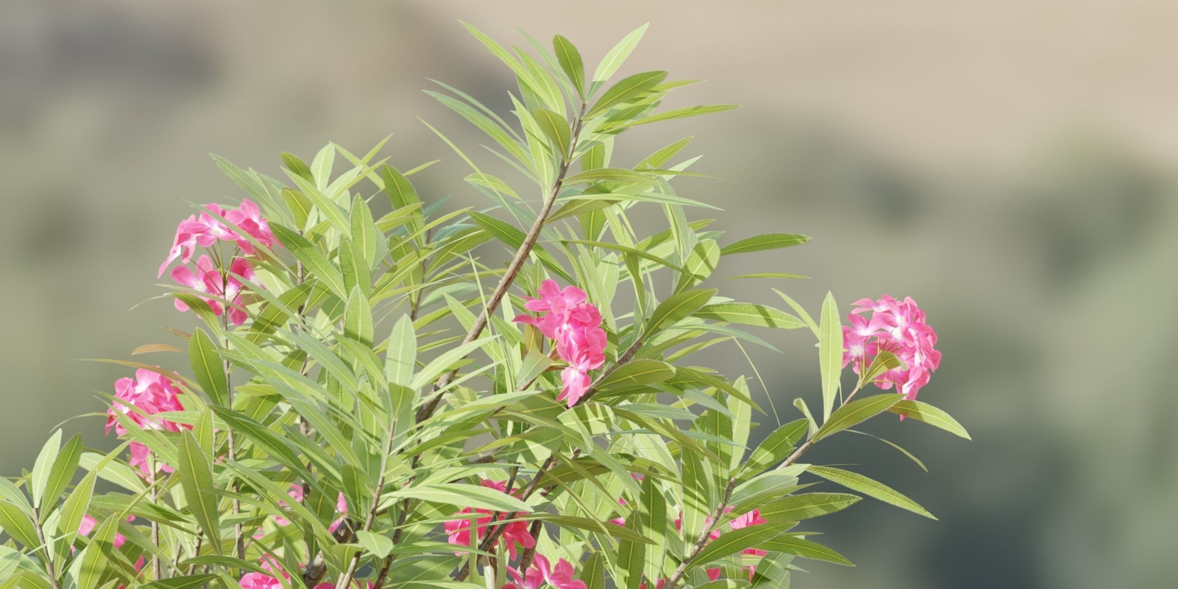 3D Plants Asset Set Garden Collection-Blender 3D model_12