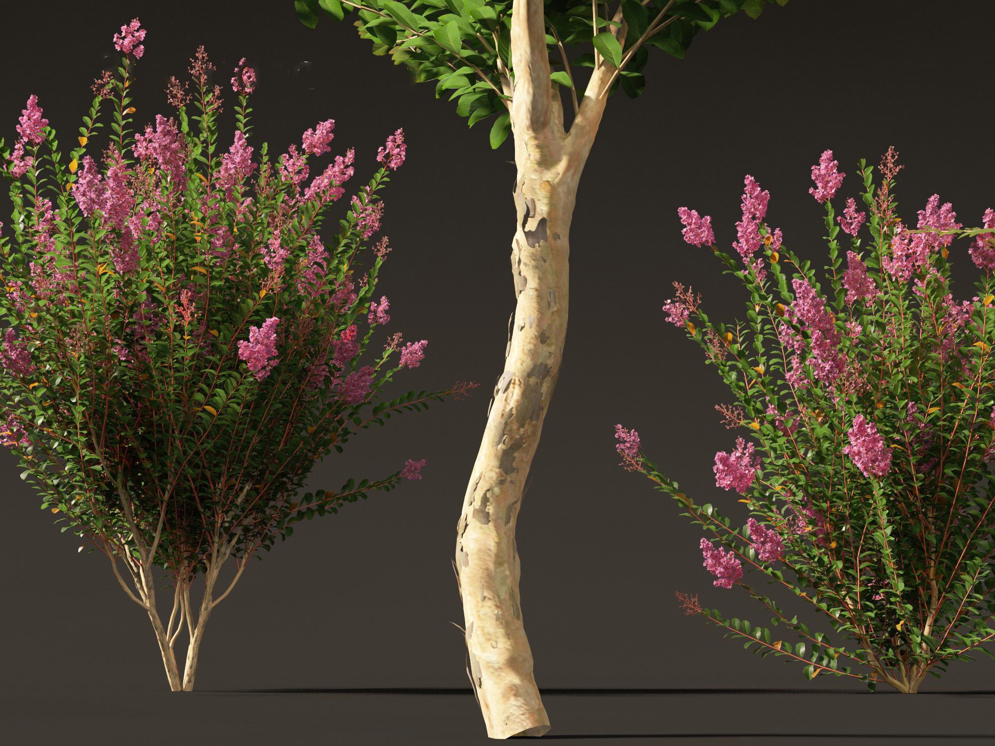 Lagerstroemia indica - Crepe Myrtle 3D model_1