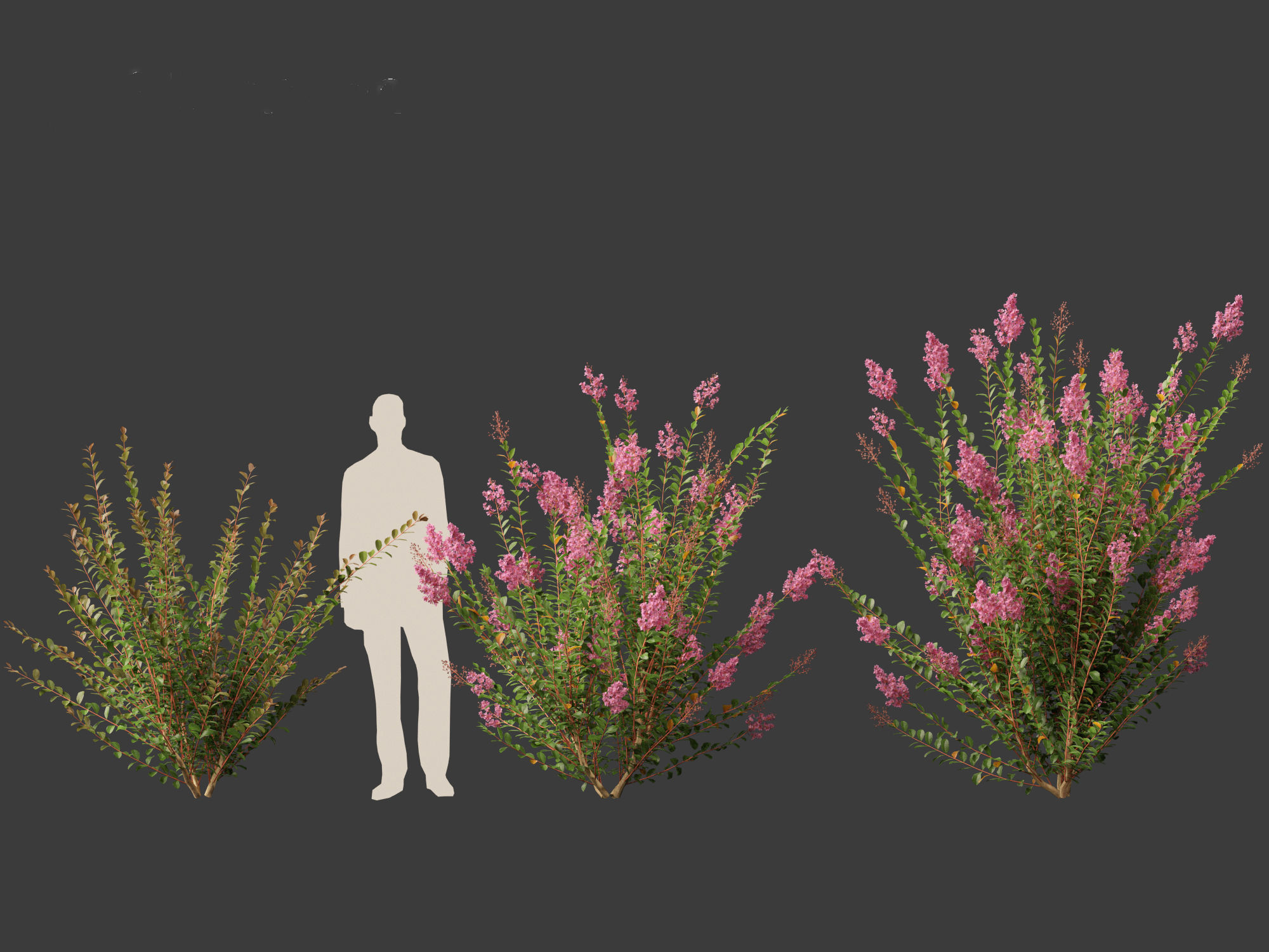 Lagerstroemia indica - Crepe Myrtle 3D model_4