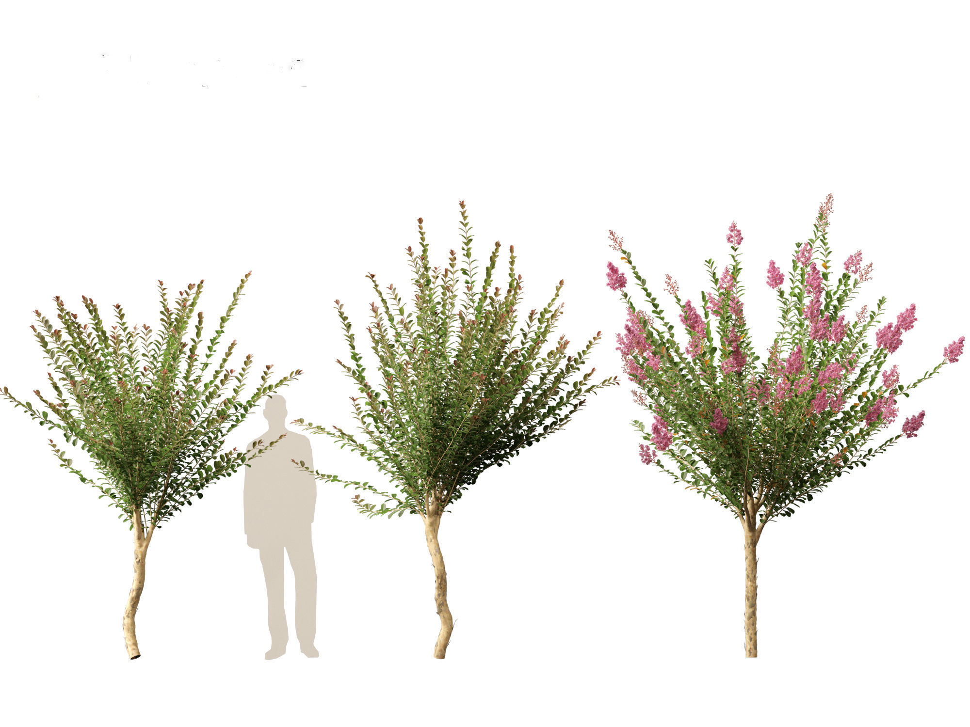 Lagerstroemia indica - Crepe Myrtle 3D model_7
