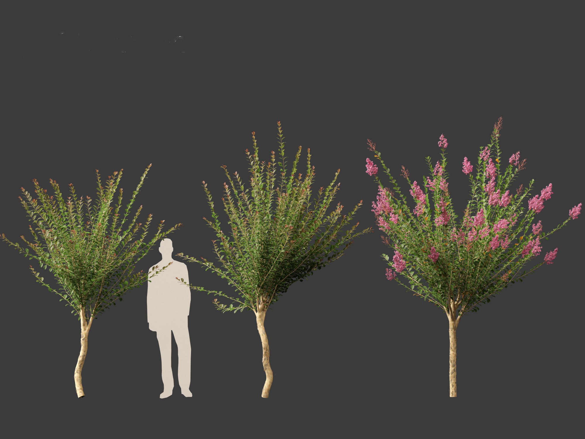 Lagerstroemia indica - Crepe Myrtle 3D model_8