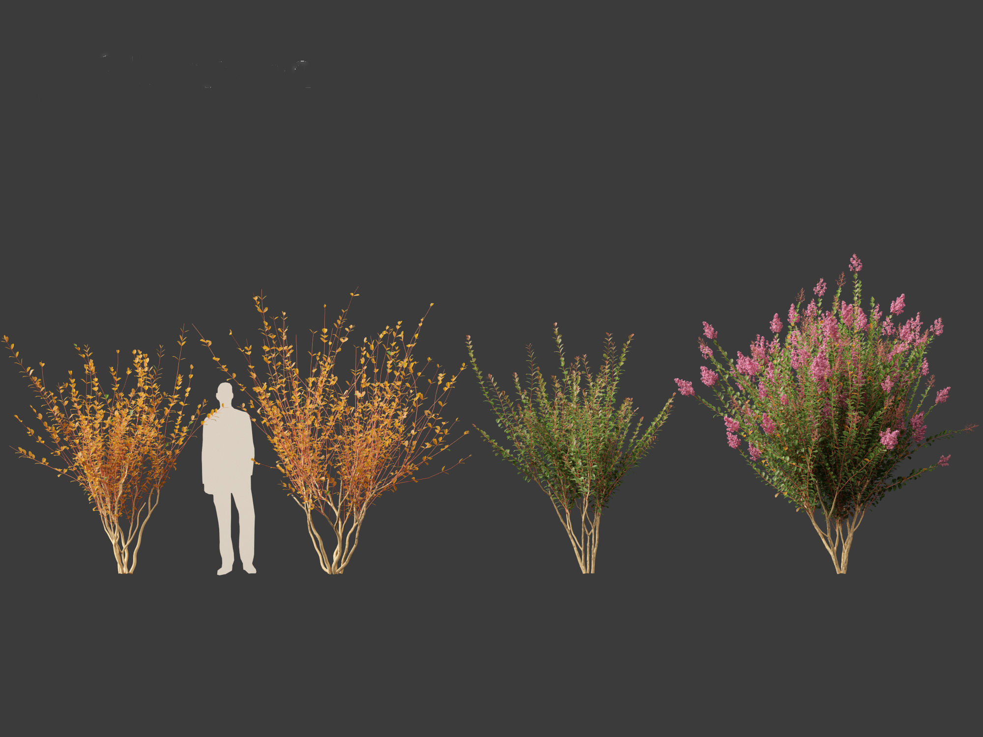 Lagerstroemia indica - Crepe Myrtle 3D model_6