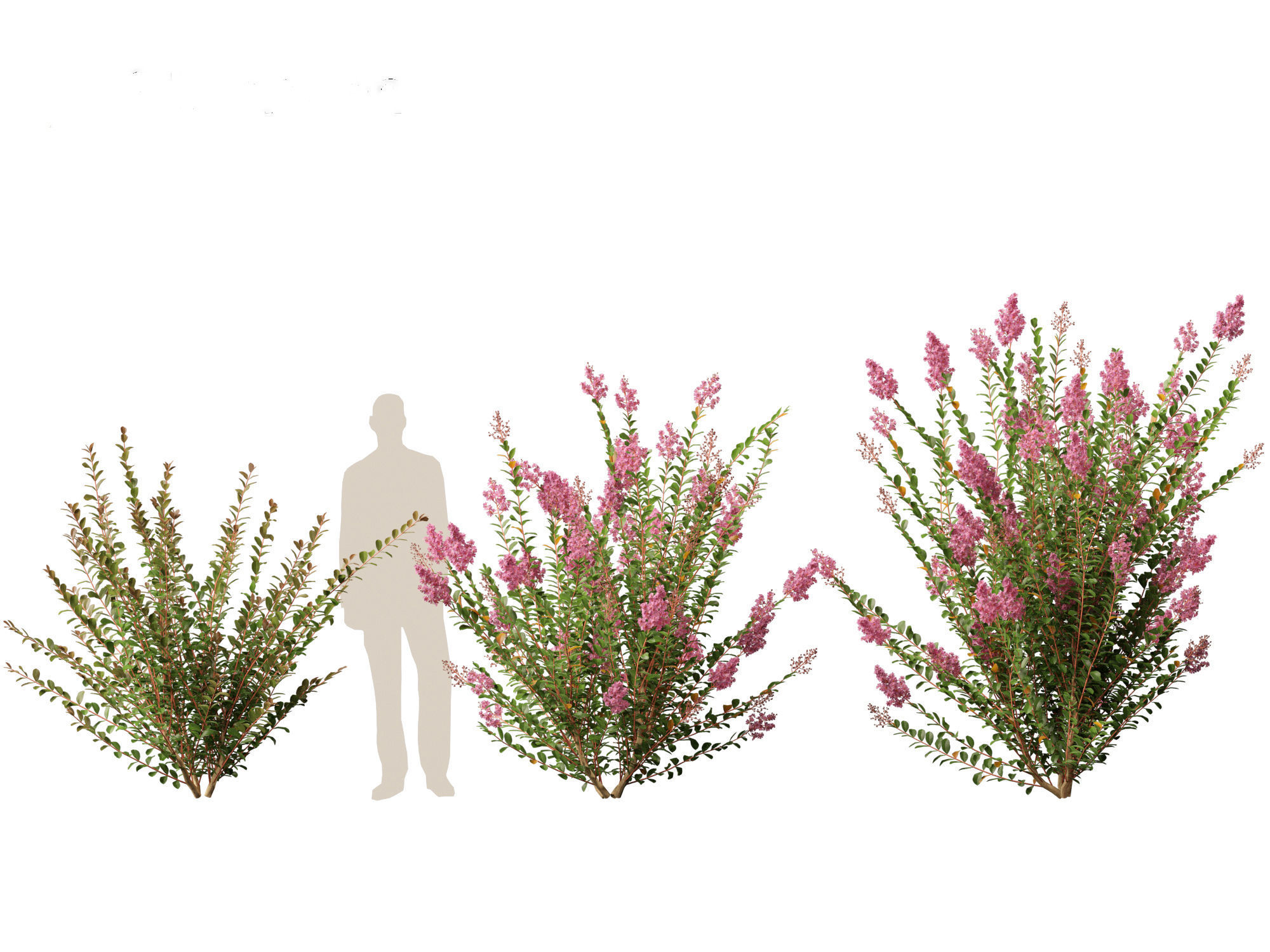 Lagerstroemia indica - Crepe Myrtle 3D model_3