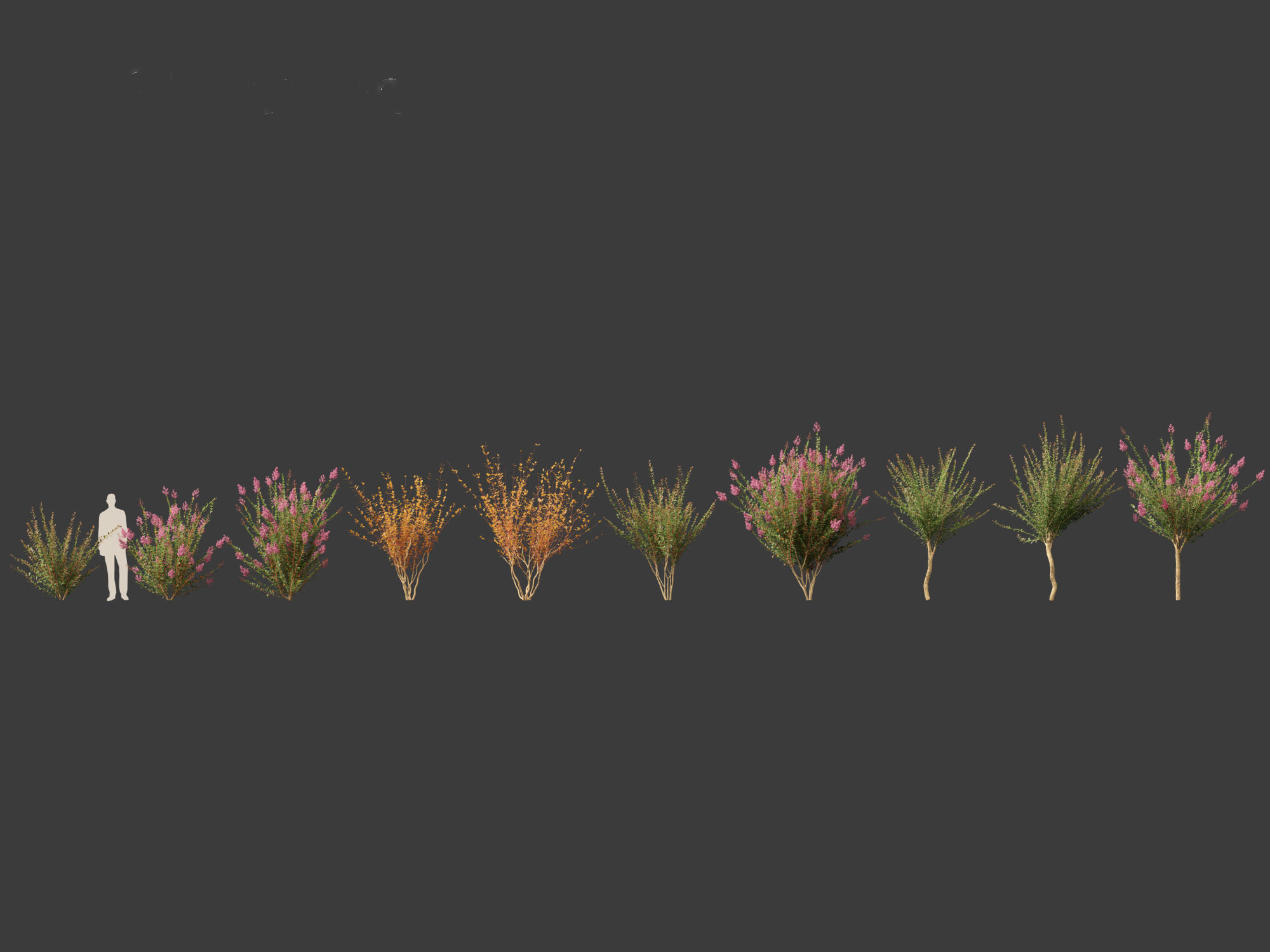 Lagerstroemia indica - Crepe Myrtle 3D model_2