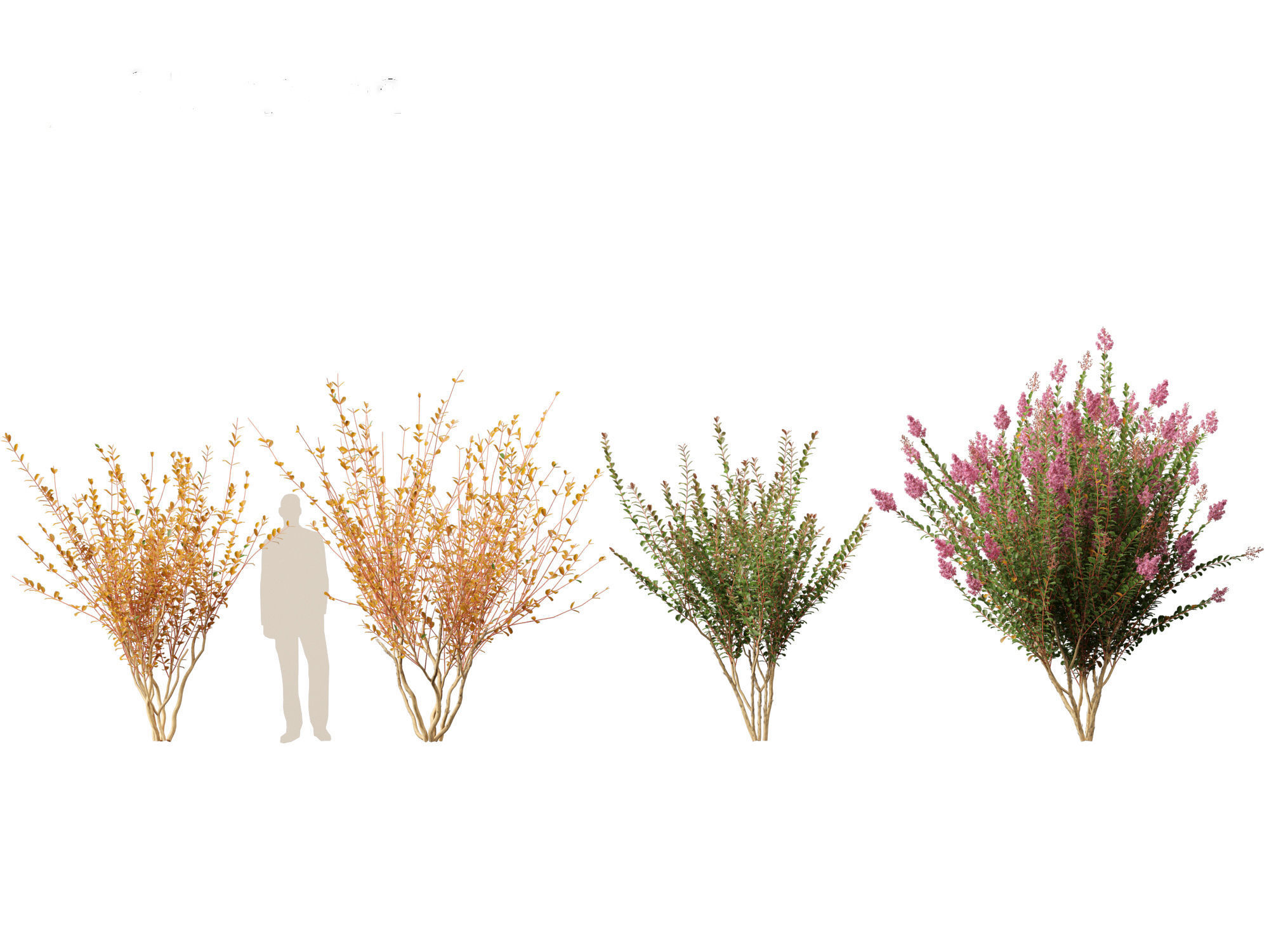 Lagerstroemia indica - Crepe Myrtle 3D model_5