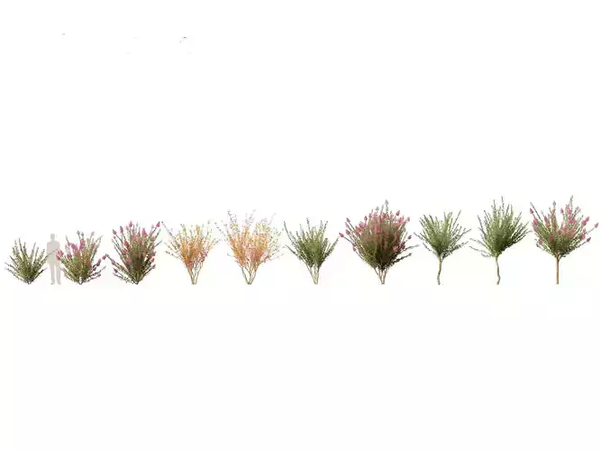 Lagerstroemia indica - Crepe Myrtle