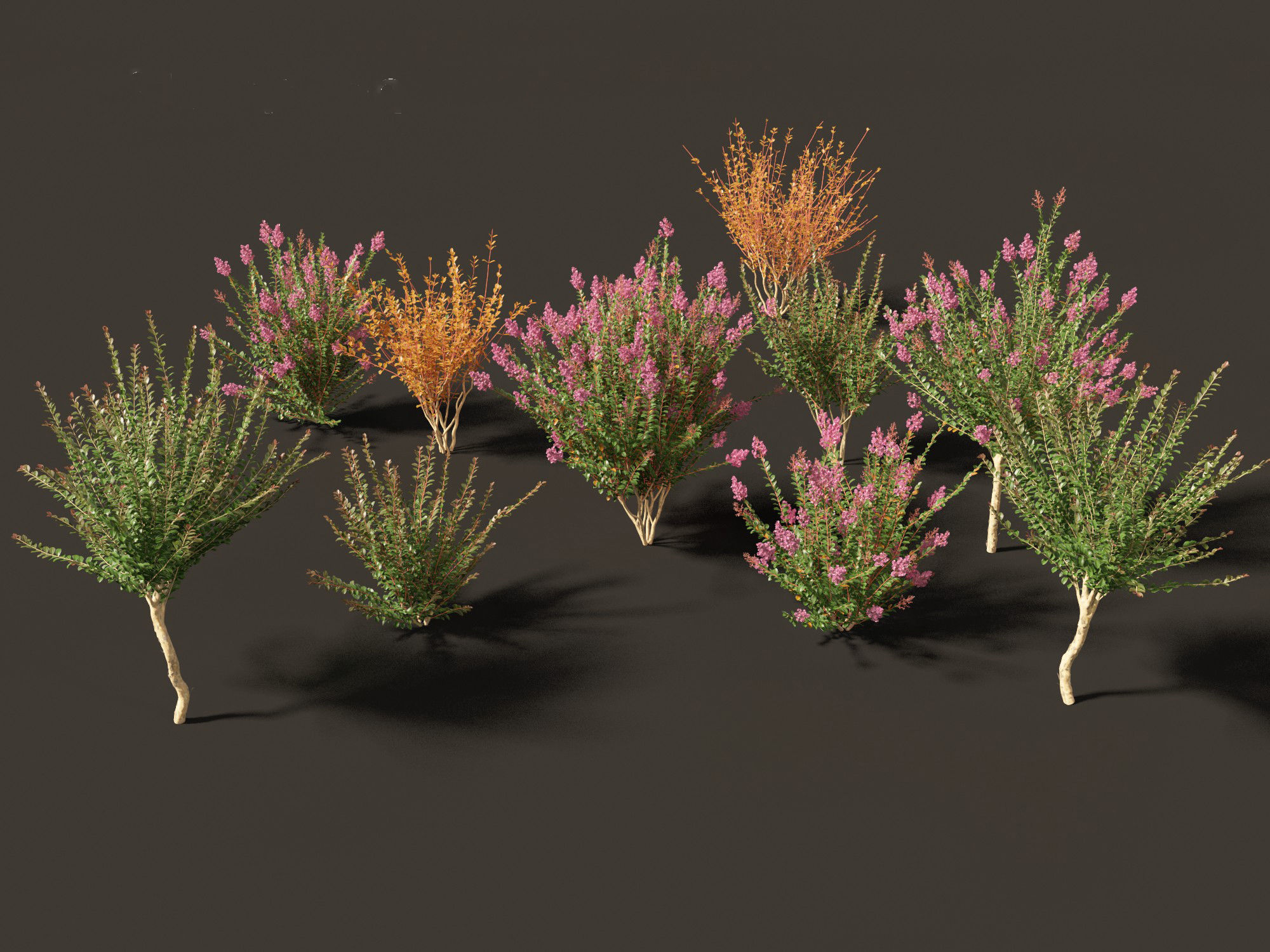 Lagerstroemia indica - Crepe Myrtle 3D model_9
