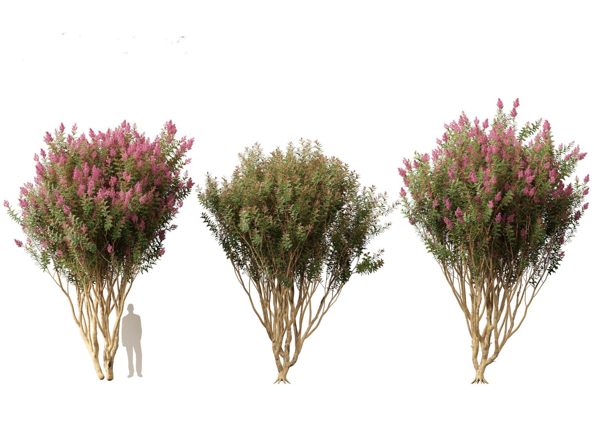 Lagerstroemia indica - Crepe Myrtle 02 3D model_4