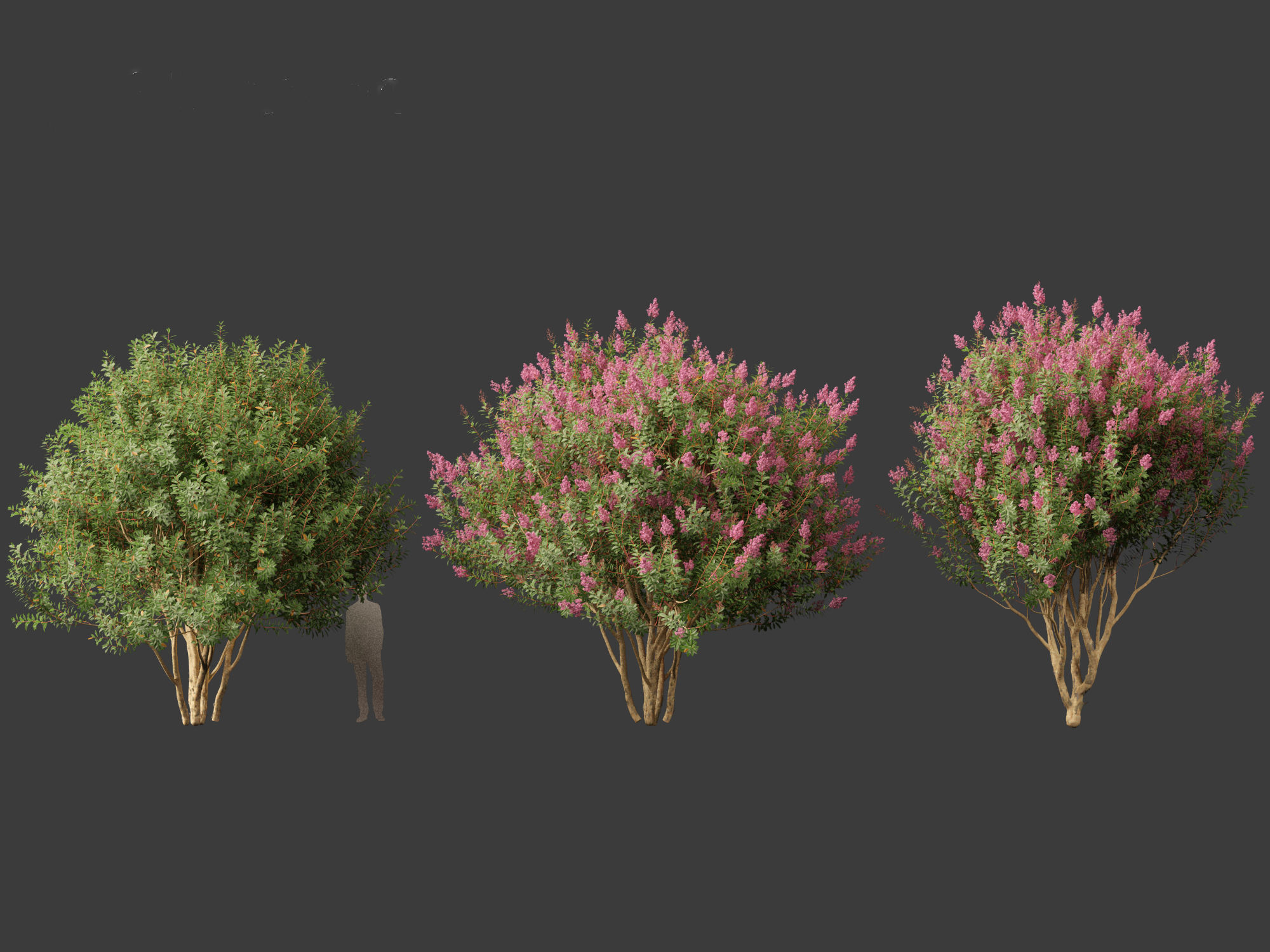 Lagerstroemia indica - Crepe Myrtle 02 3D model_3