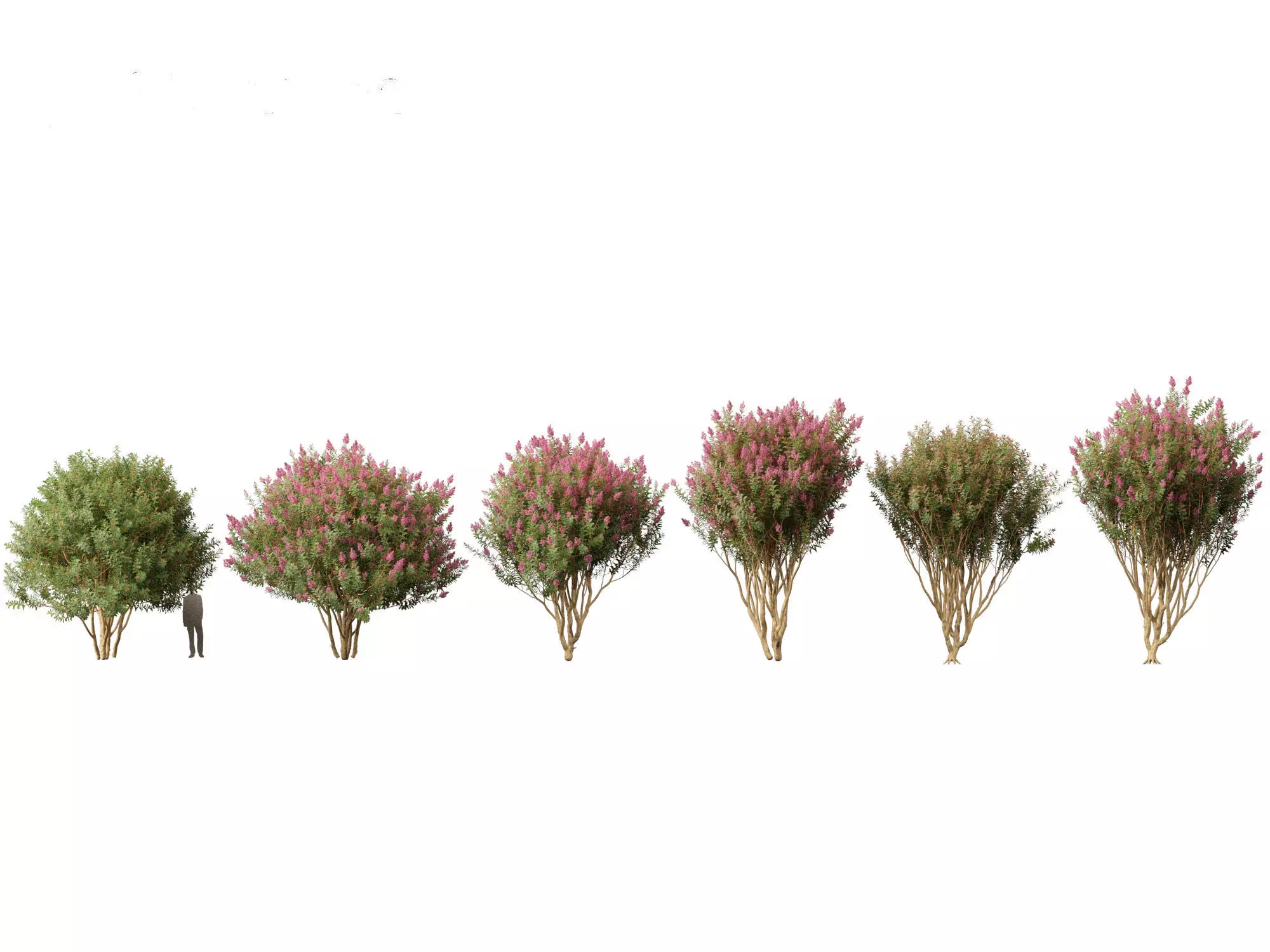 Lagerstroemia indica - Crepe Myrtle 02 3D model_0