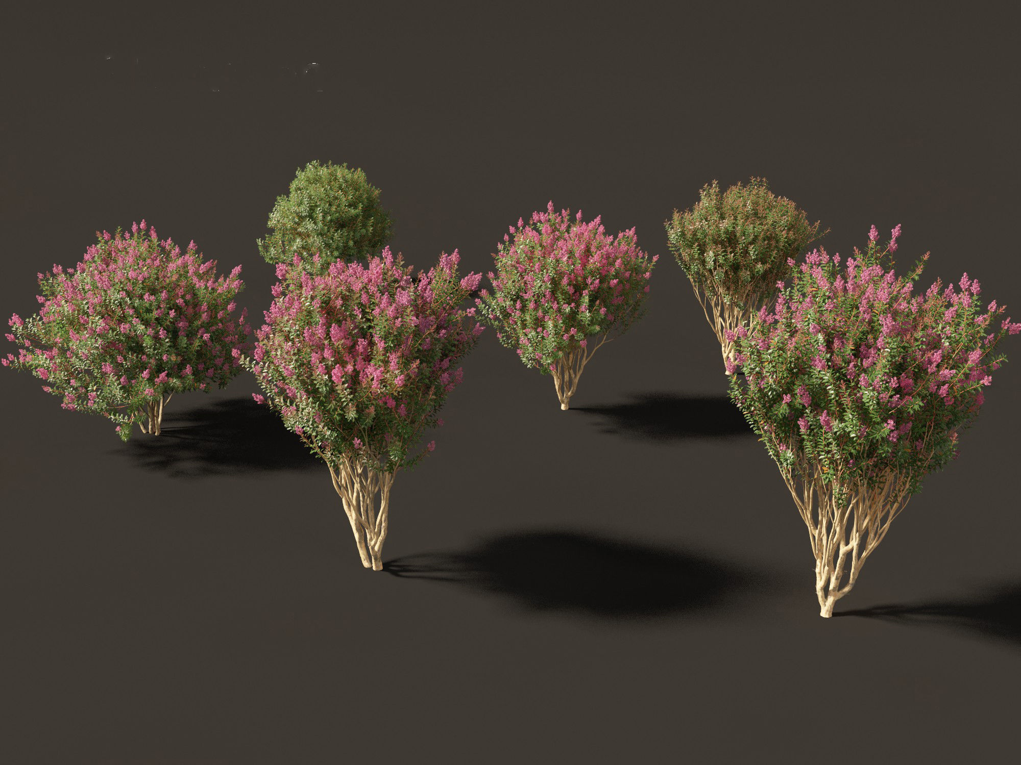 Lagerstroemia indica - Crepe Myrtle 02 3D model_6