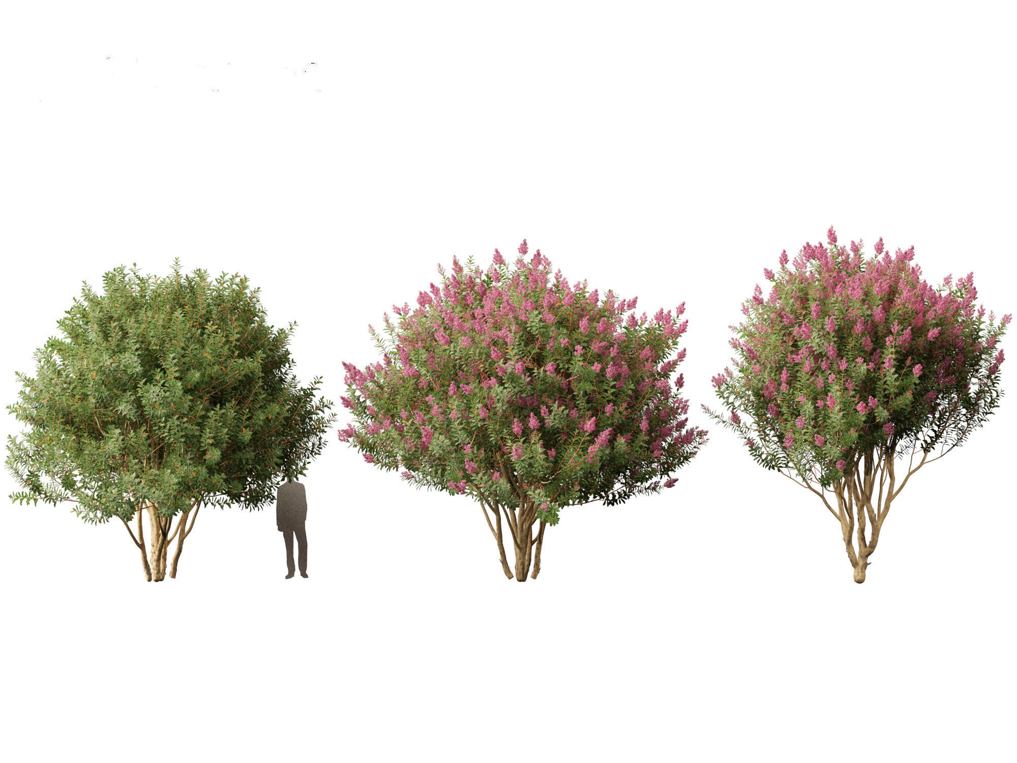 Lagerstroemia indica - Crepe Myrtle 02 3D model_2