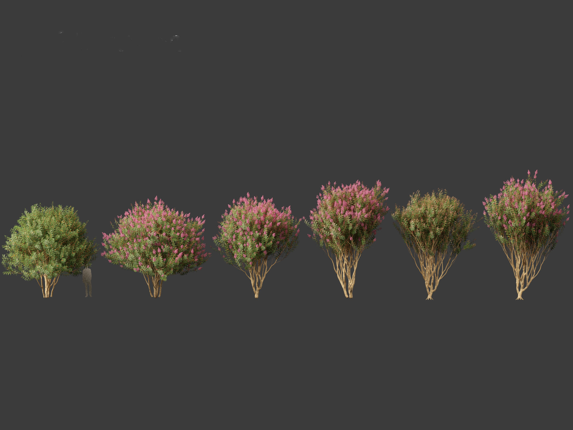 Lagerstroemia indica - Crepe Myrtle 02 3D model_1