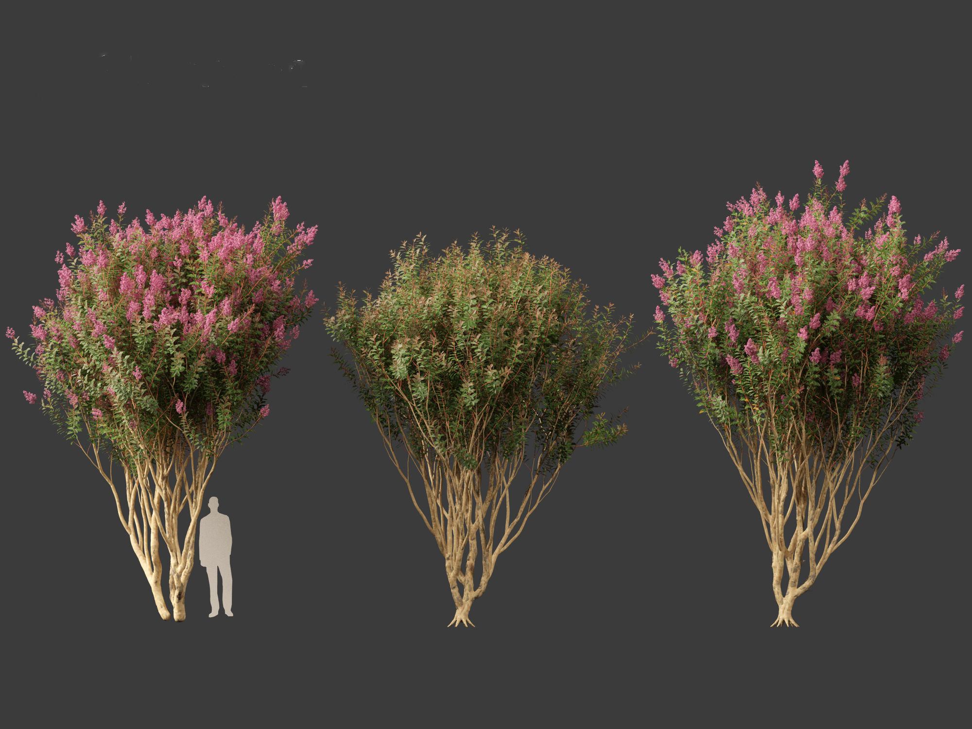 Lagerstroemia indica - Crepe Myrtle 02 3D model_5