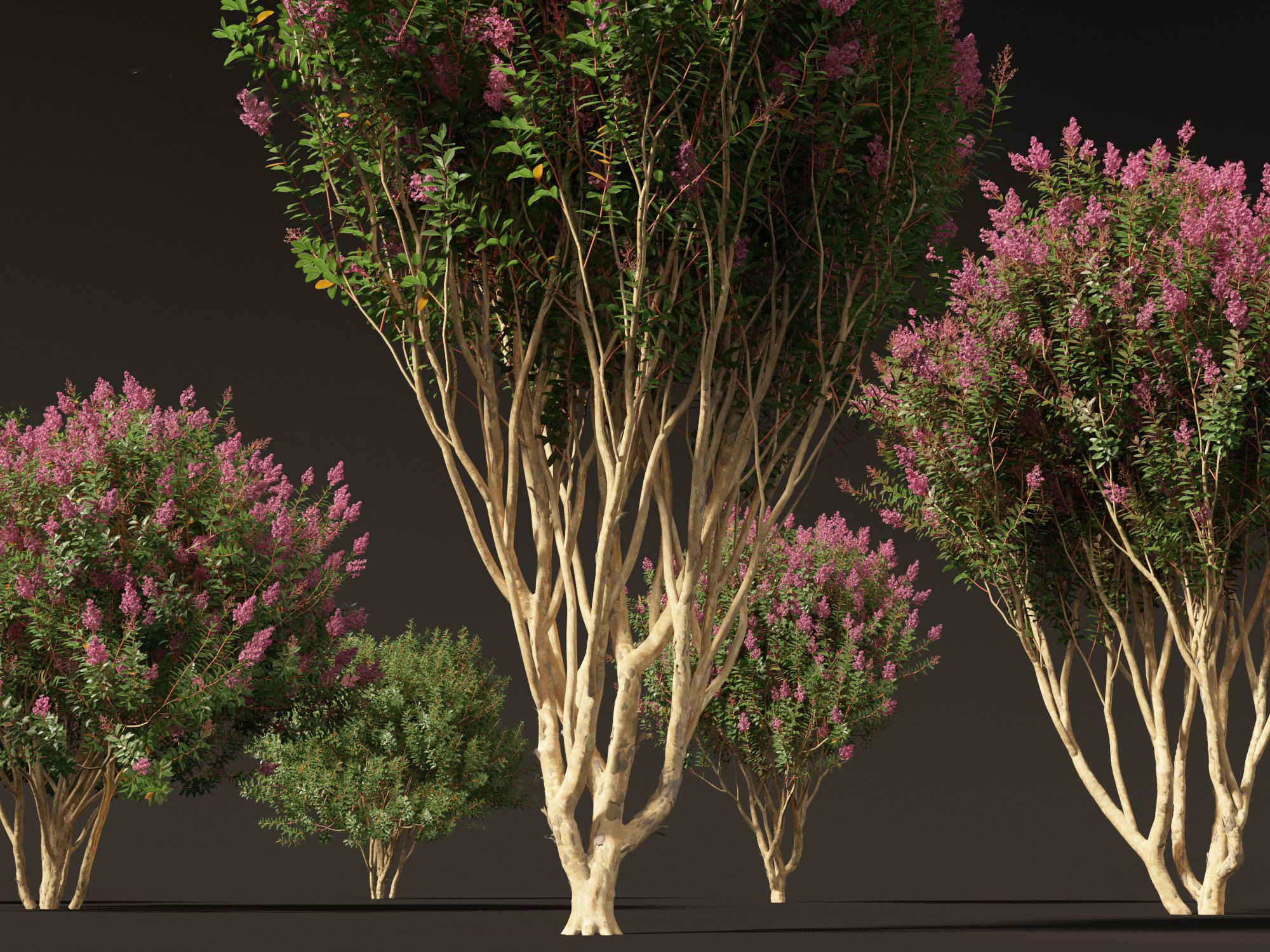 Lagerstroemia indica - Crepe Myrtle 02 3D model_7