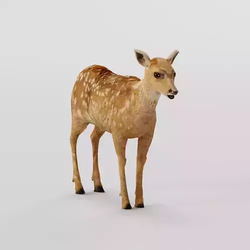 Deer Calf Fawn Animal Low-poly 3D model