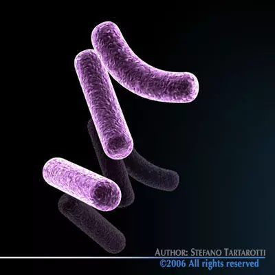Bacillus bacteria 3D model_0
