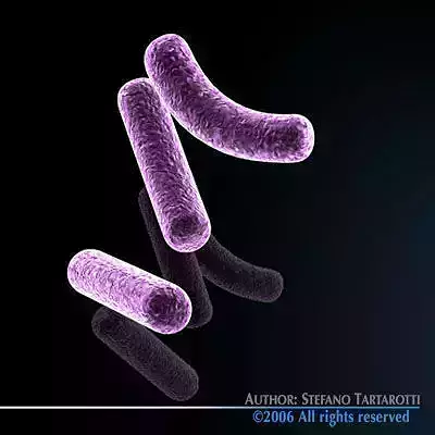 Bacillus bacteria 3D model