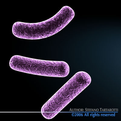 Bacillus bacteria 3D model_2