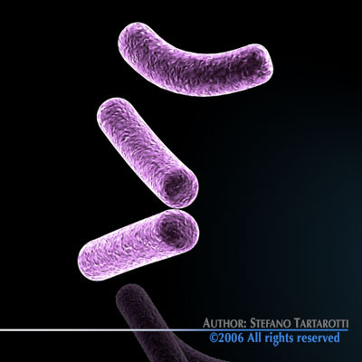 Bacillus bacteria 3D model_5