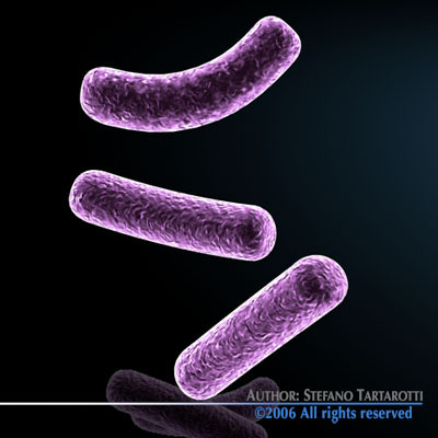 Bacillus bacteria 3D model_4