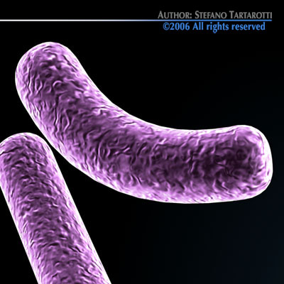 Bacillus bacteria 3D model_3