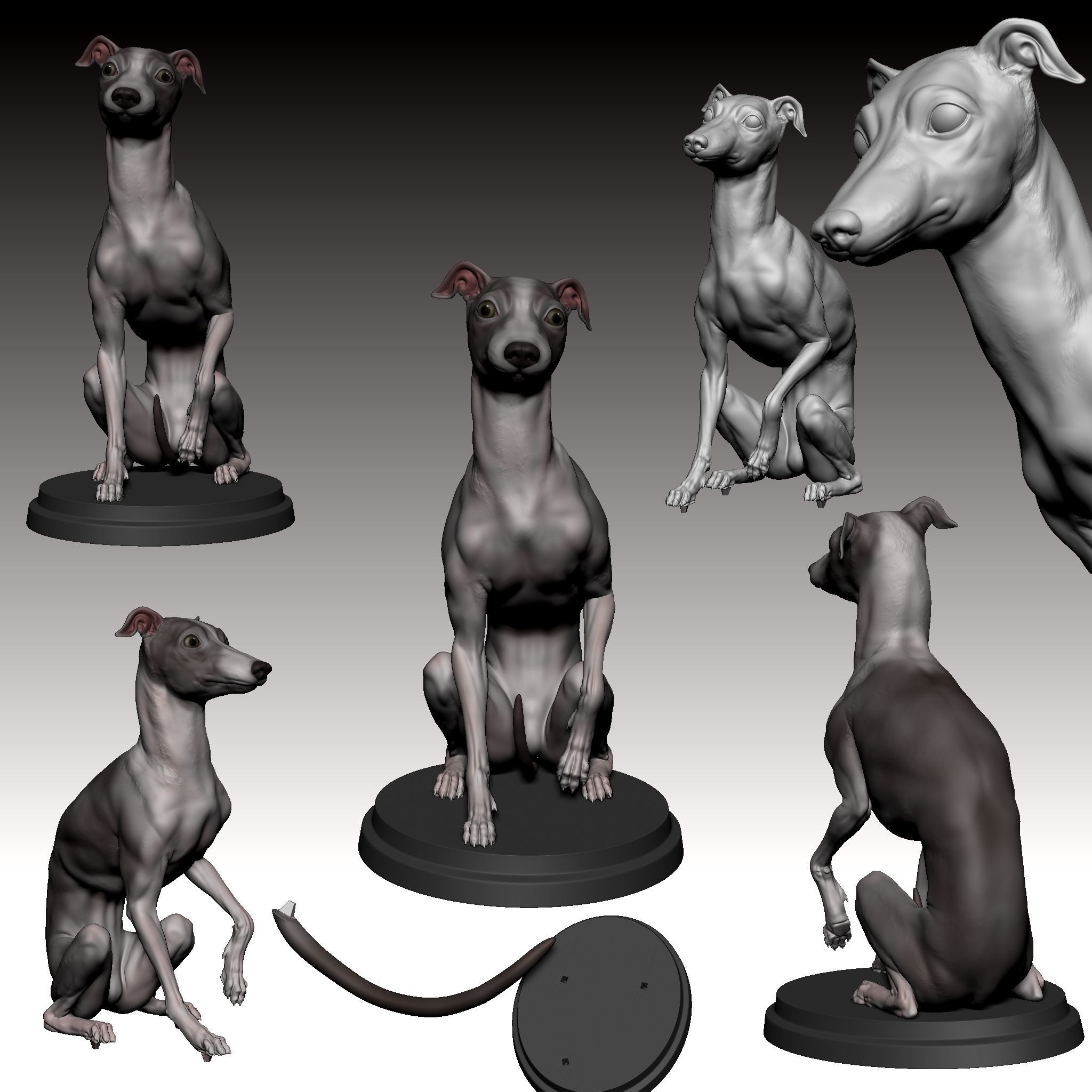 Italian Greyhound - Dog Pet 04 Posed 3D print model_4