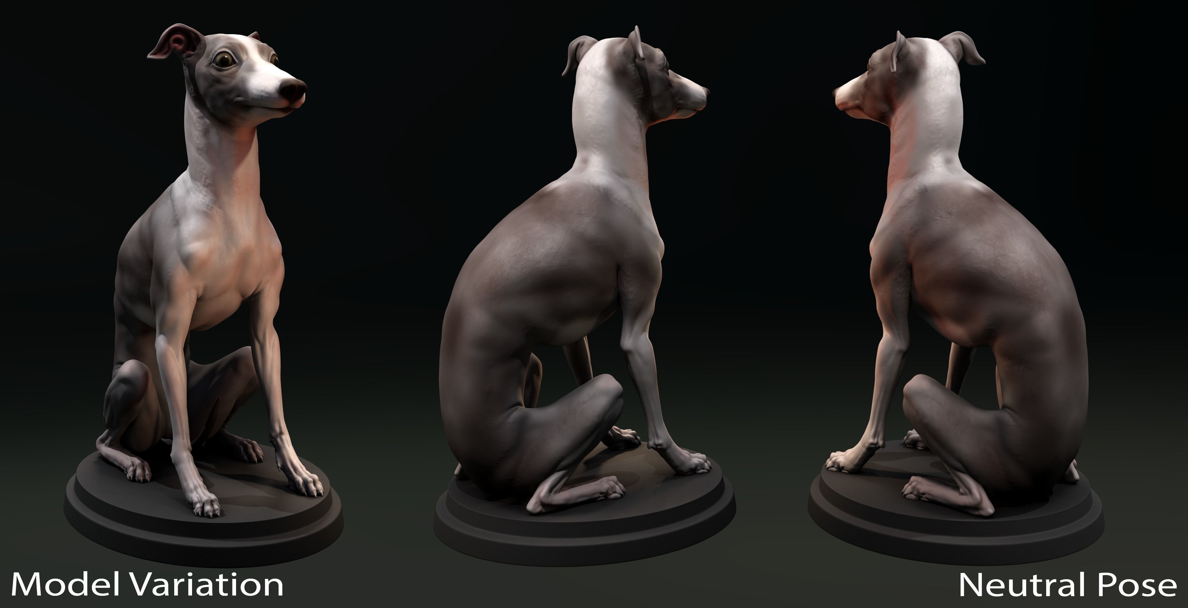 Italian Greyhound - Dog Pet 04 Posed 3D print model_5