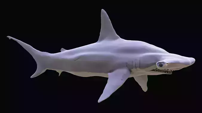Shark Hammerhead Sphyrnidae