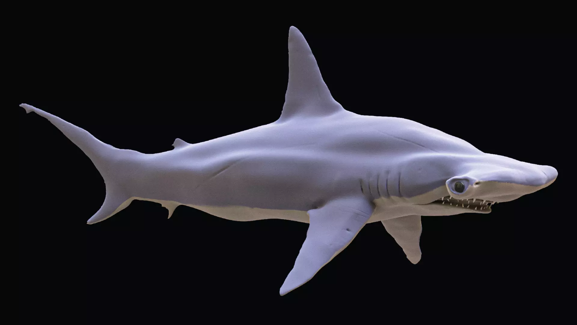 Shark Hammerhead Sphyrnidae 3D model_0