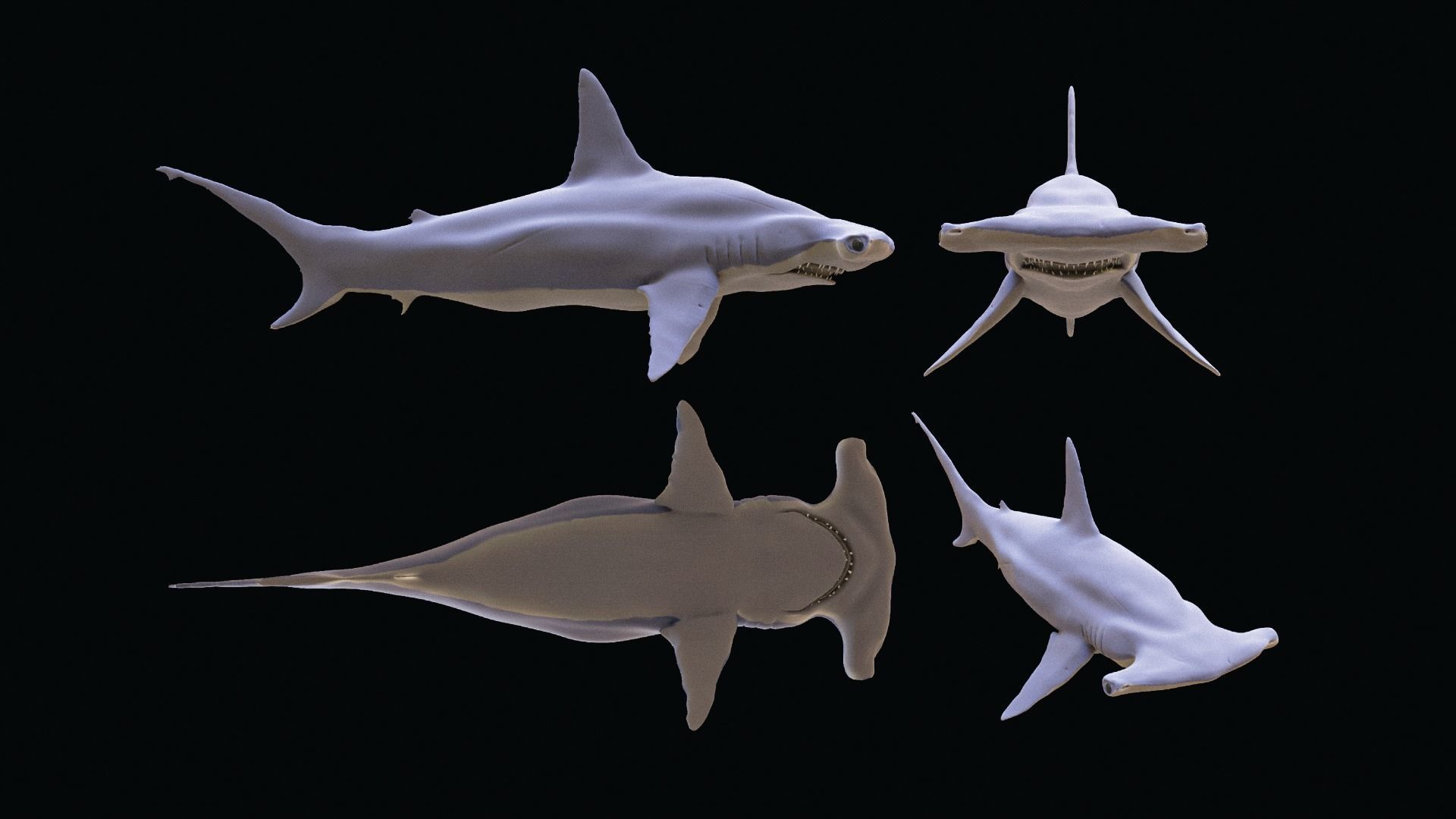Shark Hammerhead Sphyrnidae 3D model_2