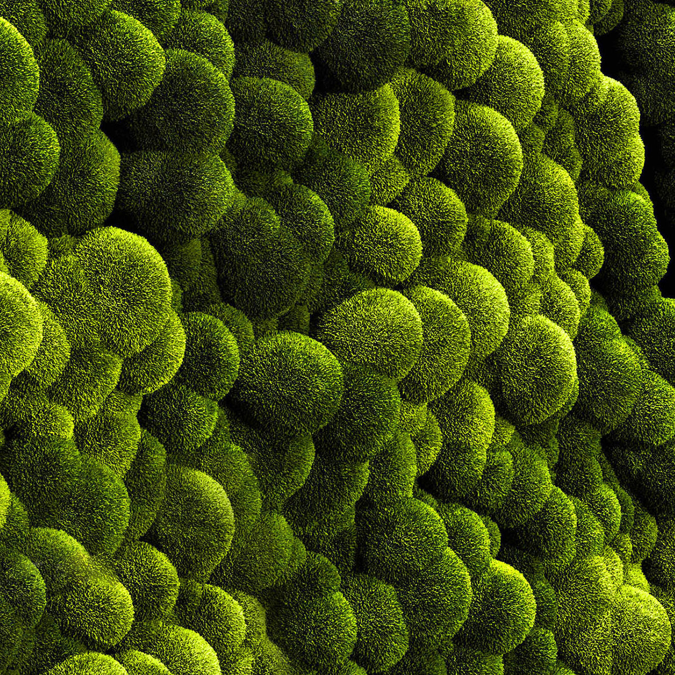 Phytowall with stabilized moss 3D model_3