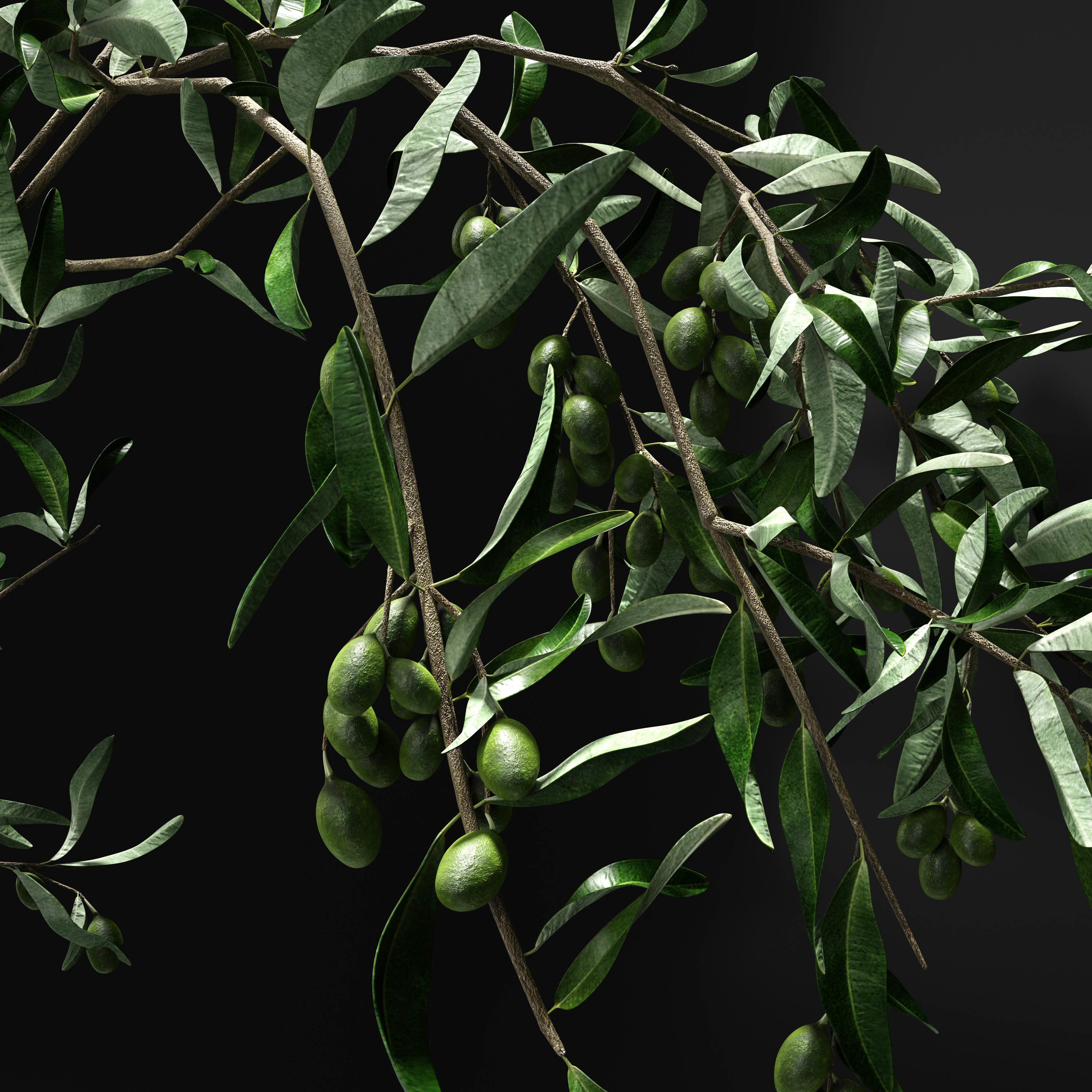 Olive and tableware 3D model_2