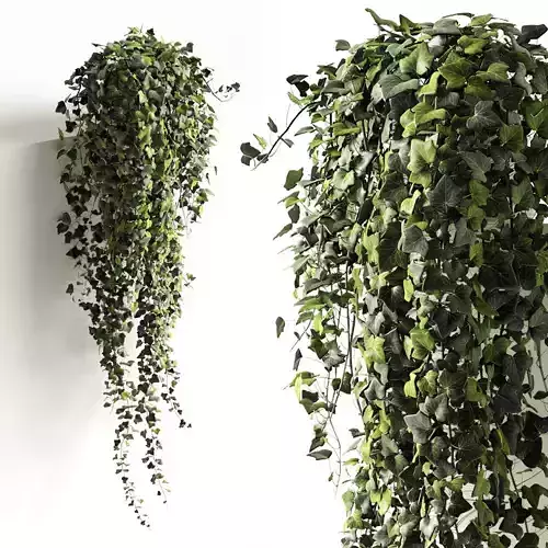 Hanging ivy