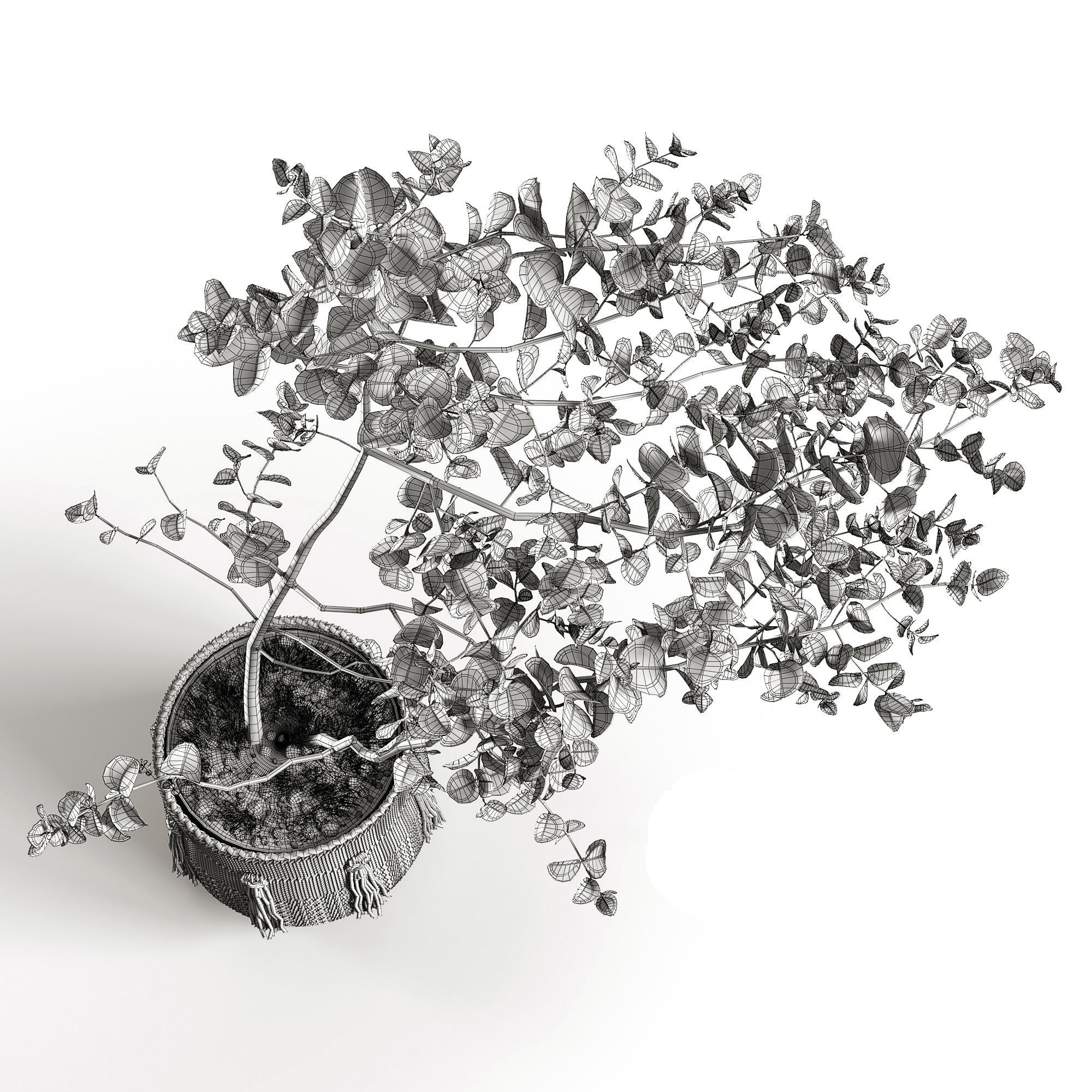 Eucalyptus 3D model_5
