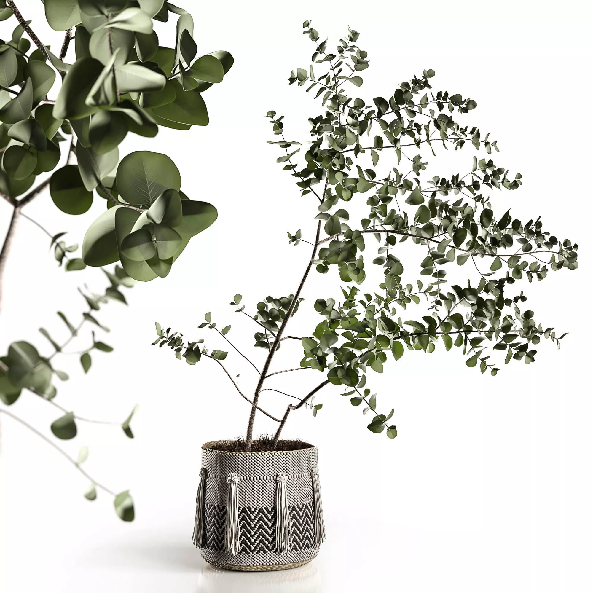 Eucalyptus 3D model_0
