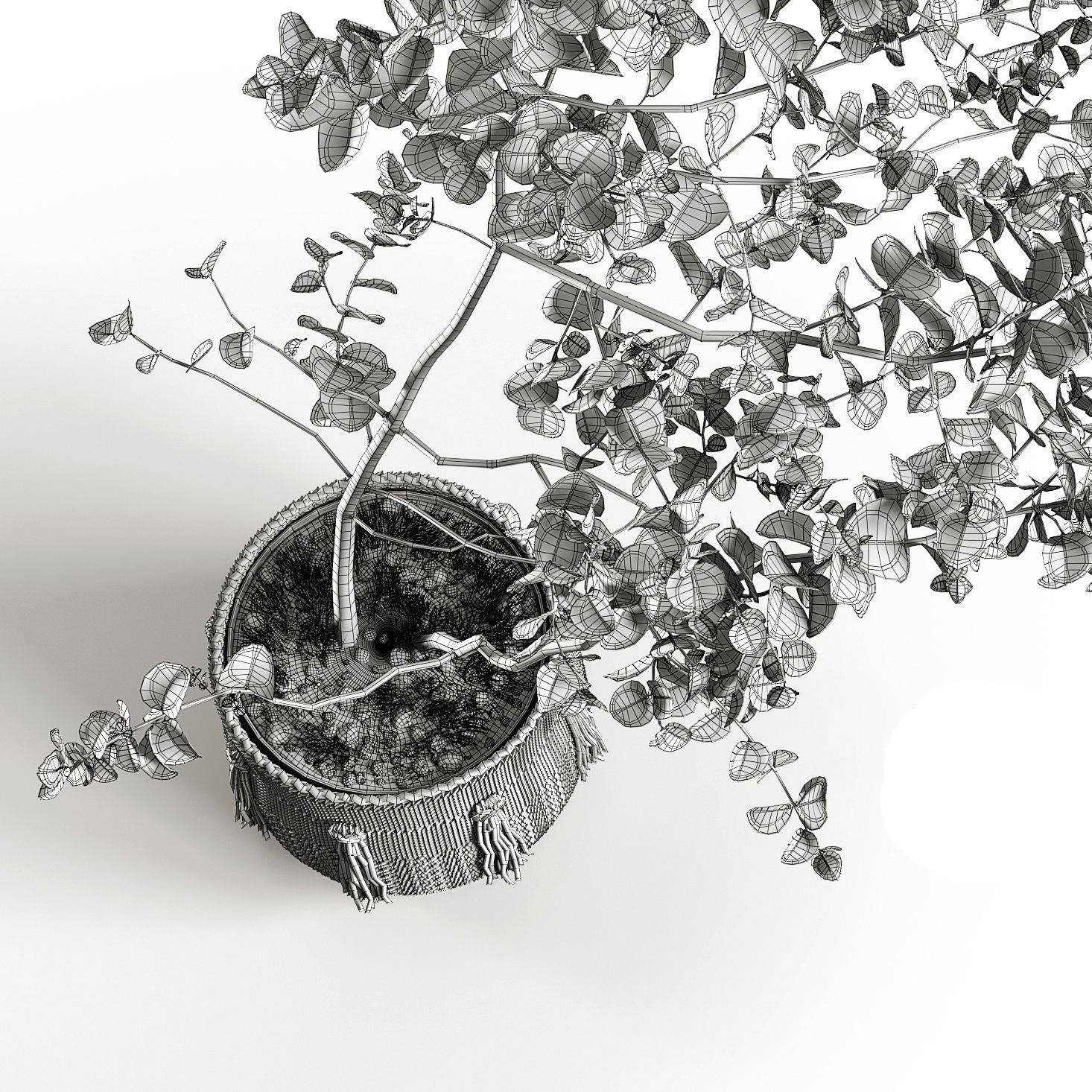 Eucalyptus 3D model_6