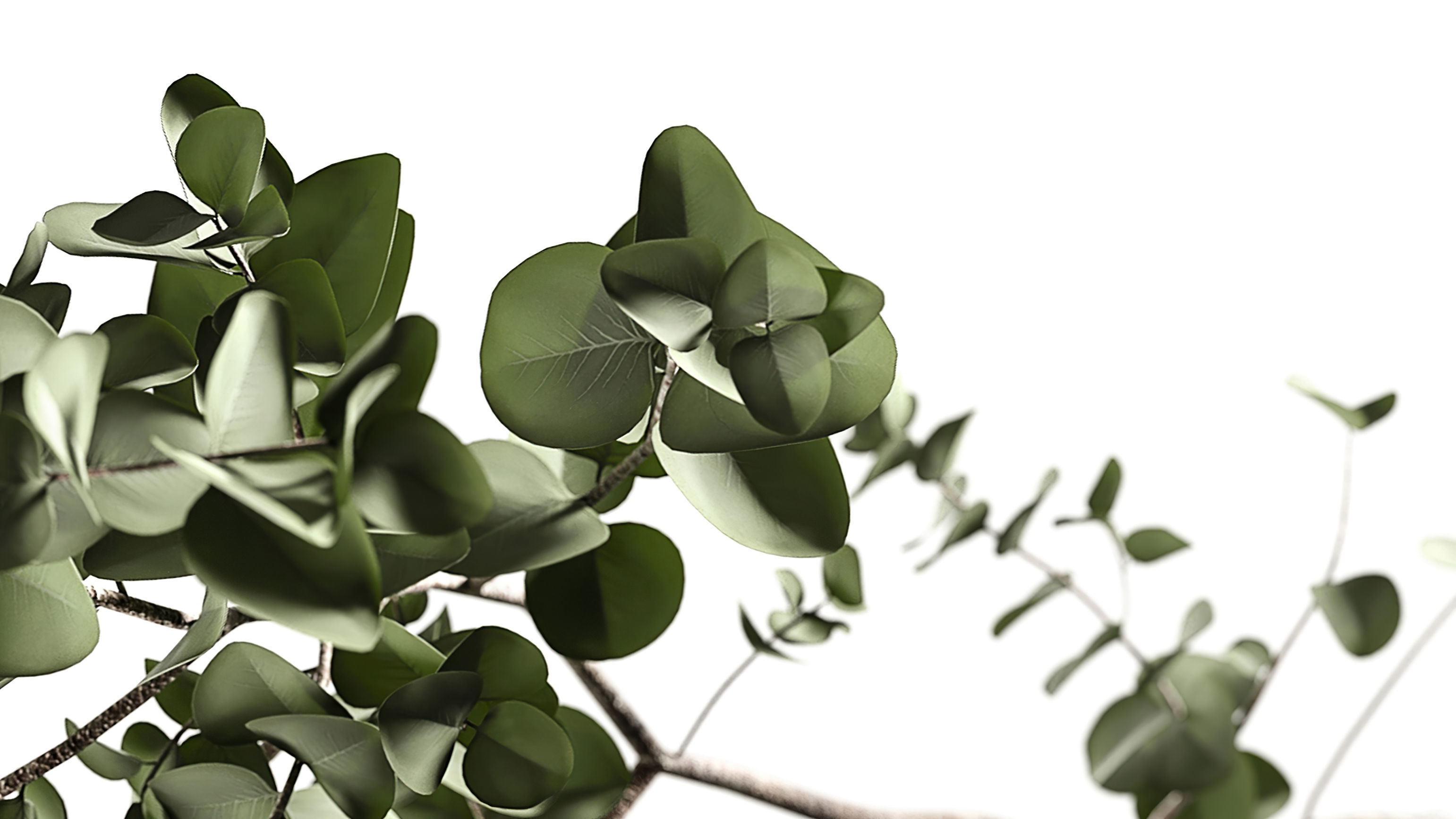 Eucalyptus 3D model_4
