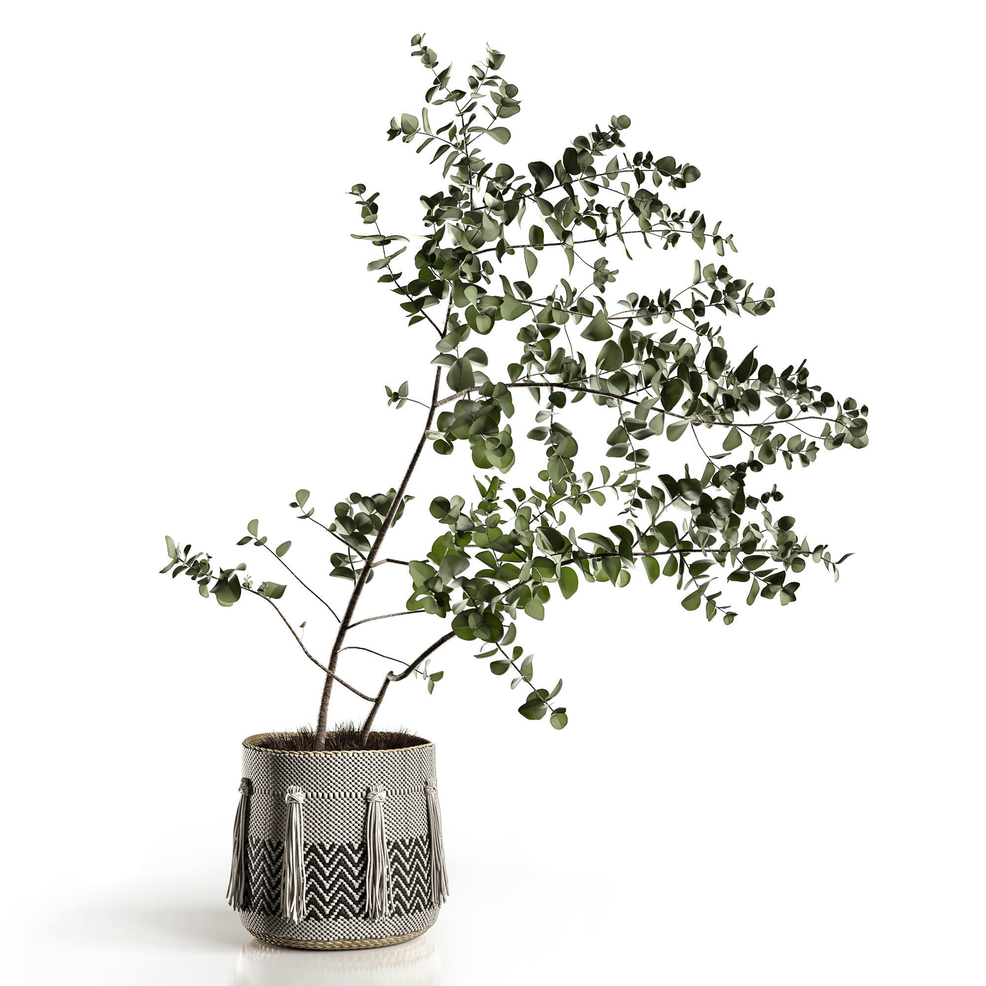 Eucalyptus 3D model_3