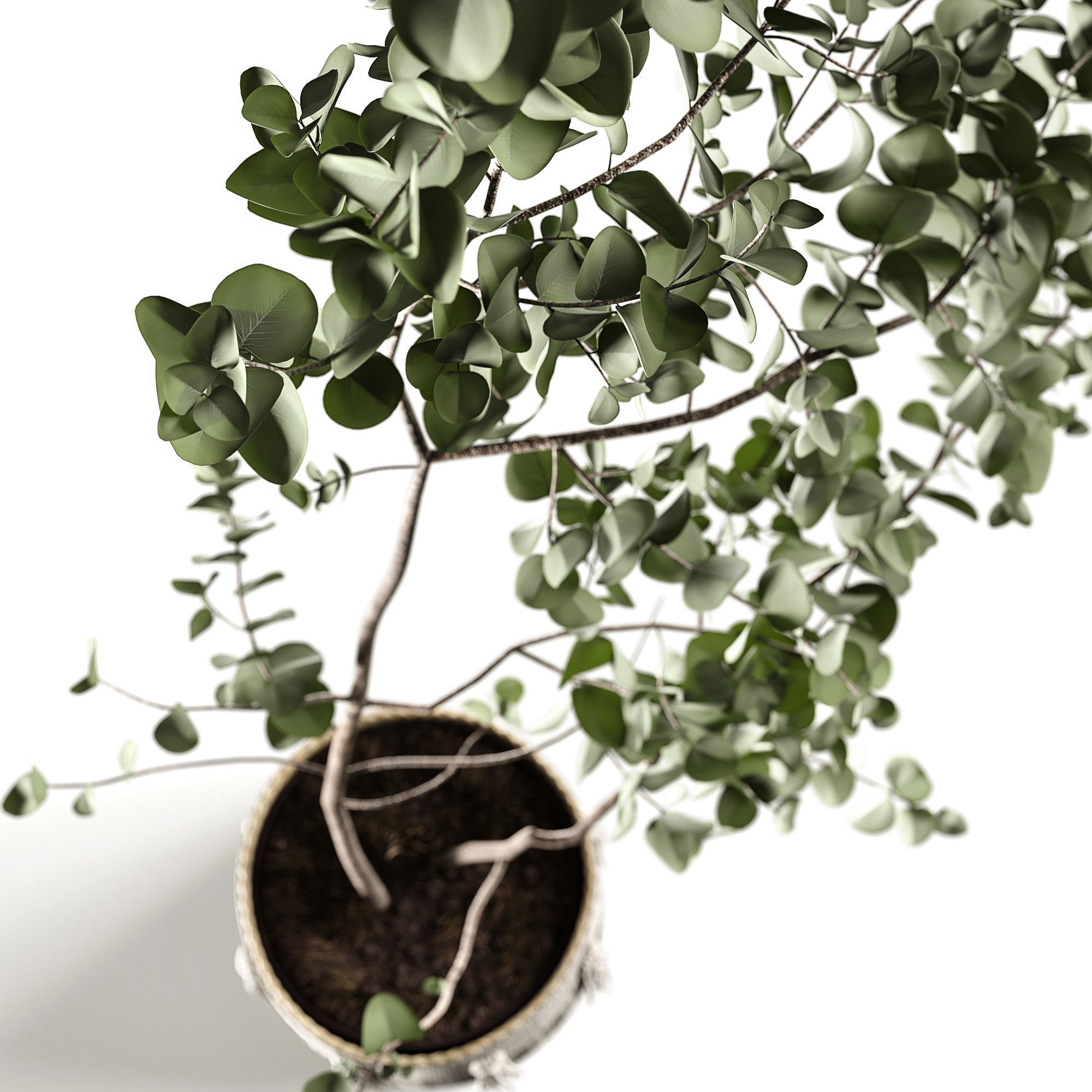 Eucalyptus 3D model_1