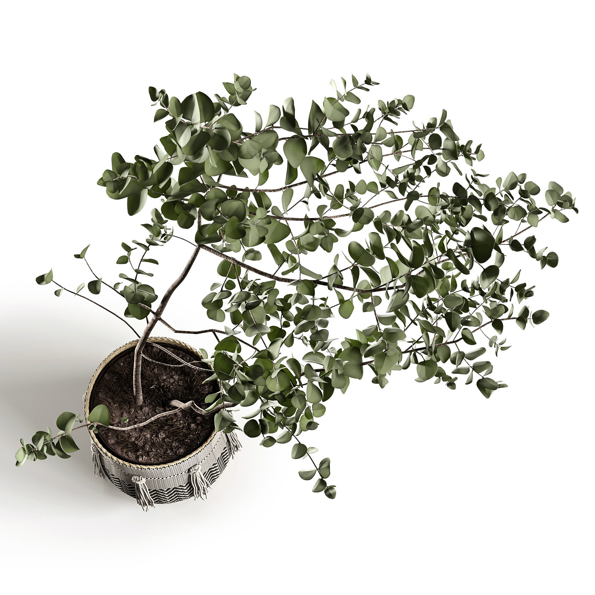 Eucalyptus 3D model_2